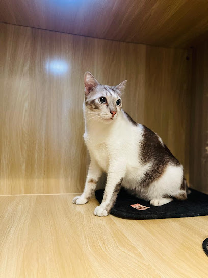PETS ROOM™ - Cat Grooming & Cat Hotel
