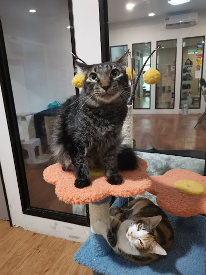Urban Cats Centre