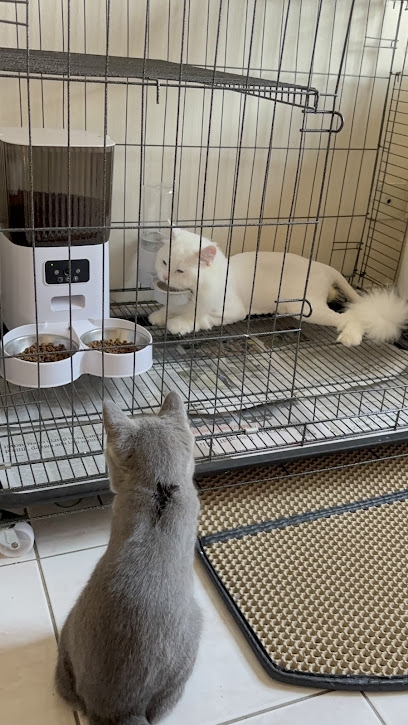 Cattopia - Exclusive Cat Hotel and Grooming in Petaling Jaya PJCC