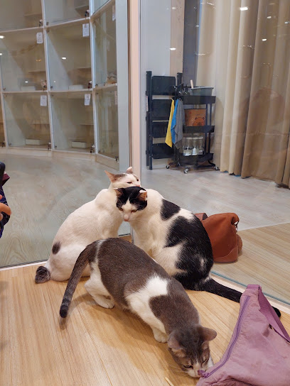 OMEO Cat Spa & Motel | Seri Kembangan | Taman Equine | Bukit jalil | Olive Hill | Selangor | Grooming Kucing | Hotel Kucing