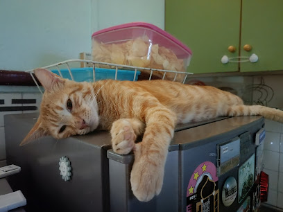 Cat Hotel Jalan Assunta