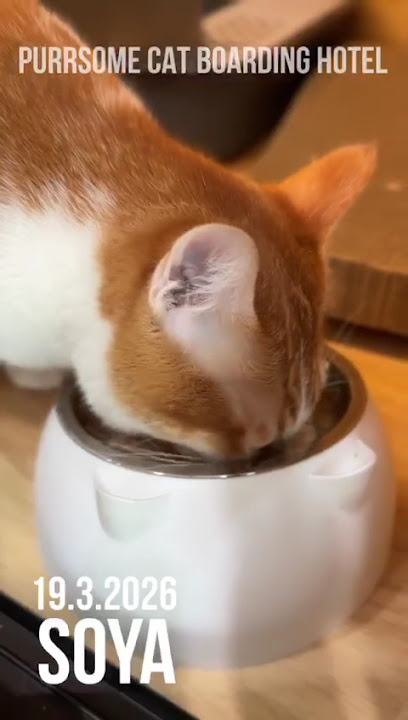 PURRsome Cat Boarding Hotel