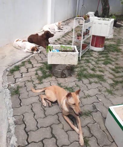 Eat Play Stay Pet Boarding Cheras