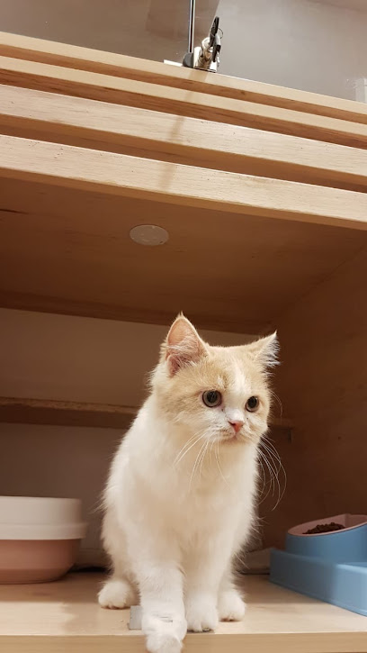 Elly Cat Hotel