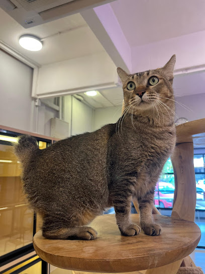 Catswell - Premium Cat Hotel, Cat Care, Cat Grooming & Cat Boarding @ Subang, Selangor