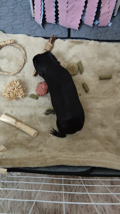 PJGuineaPigRetreat