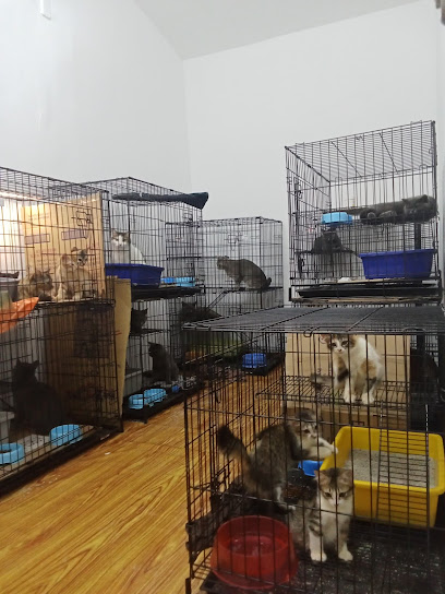 Pantai Petshop- Cat Boarding and Grooming