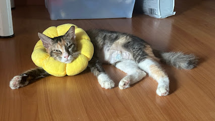 Cat Tales Hotel