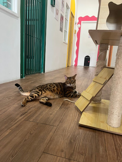 Pawprint Cats Hotel & Spa Kota Damansara