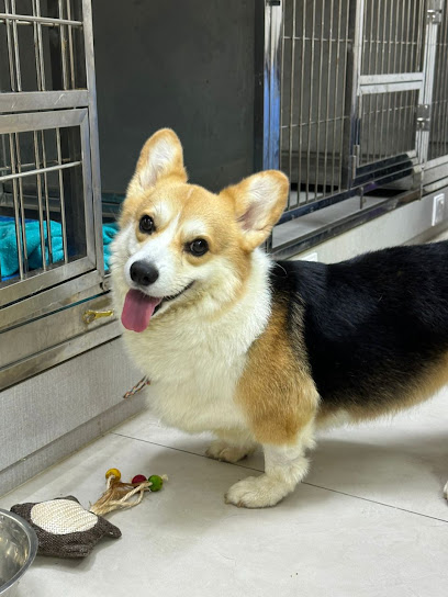 FWVC Furkids Wellness Veterinary Centre