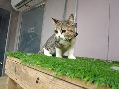 Setapak Cats House - Cat Hotel, Cat Boarding, Cat Grooming, Cat Sitter & Cat delivery Kuala Lumpur
