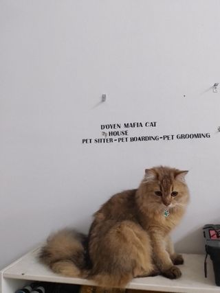 De' Oyenn Lucky Star Pet Care