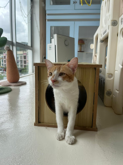 Si Tompok by QR Cattery