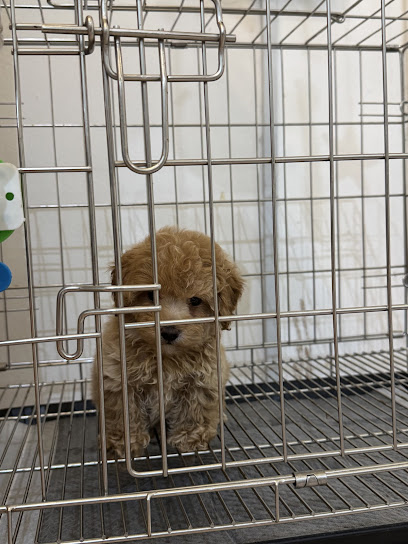 PetsValley Kennel Puchong 微利宠物铺 - Pet Hotel , Grooming , DayCare , Boarding & Retail