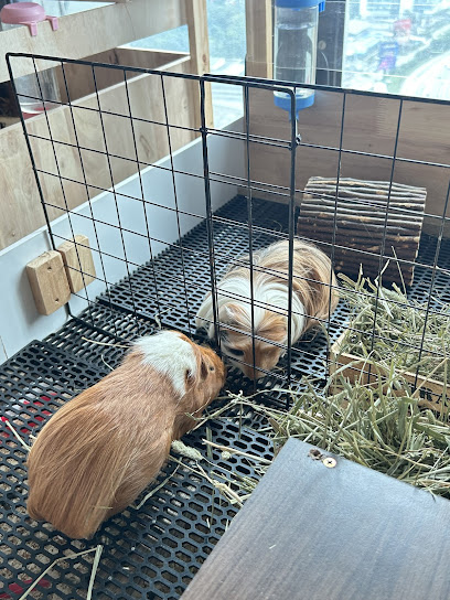 Mr Teddy Pet House