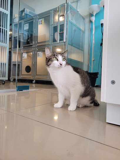 Catzville Cat Hotel and Grooming