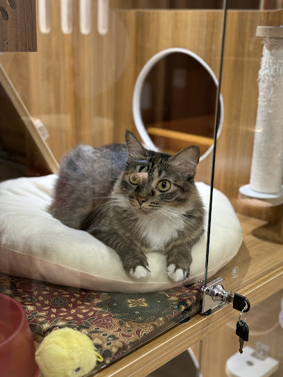 Cattesori Cat Hotel & Grooming
