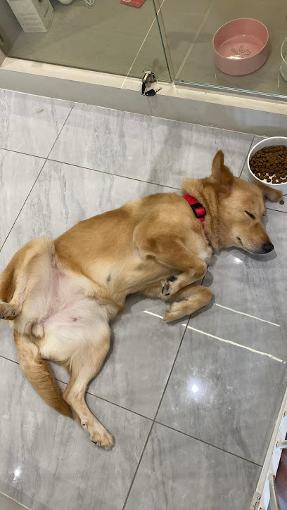 UniPets Boarding & Daycare | Bukit Jalil Pet Hotel