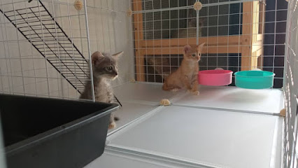 ROYAL PET STATION