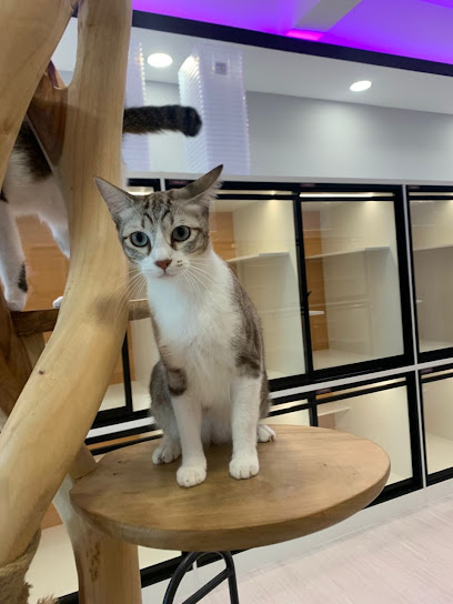 Catswell - Premium Cat Hotel, Cat Care, Cat Grooming & Cat Boarding @ Puncak Jalil, Selangor