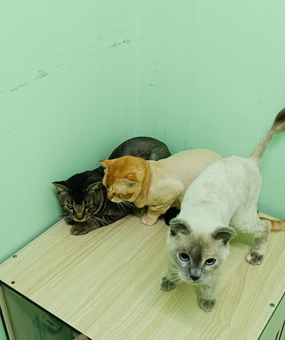 Hotel kucing dan grooming, Smart Cats homestay