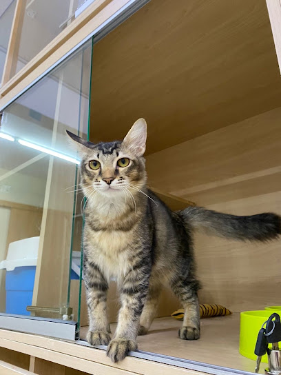Cattopia - Exclusive Cat Hotel Boarding and Grooming in shah alam