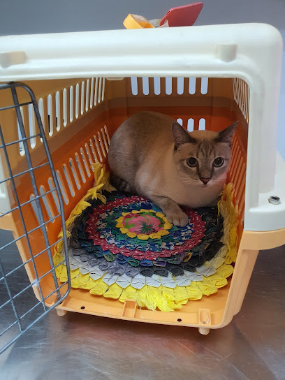 Scallywags Boarding Cattery