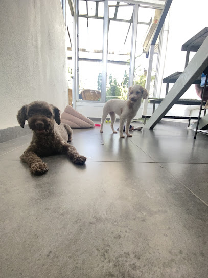 Pawsury