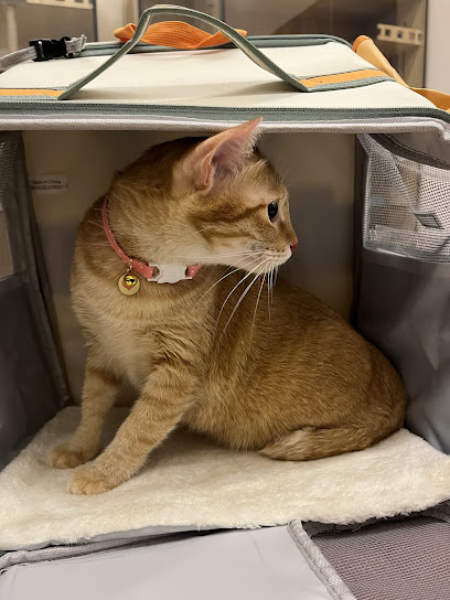 Beandpaws Cat Hotel & Cat Spa