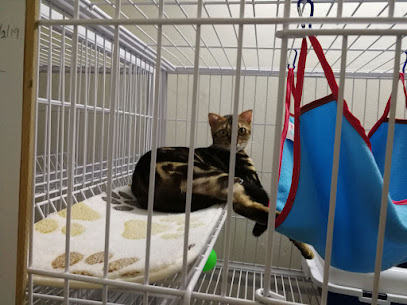 Kitty Pets Hotel: Cat Boarding and Cat Grooming