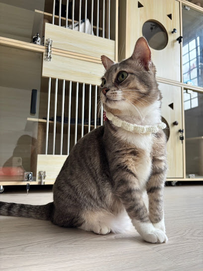 Pawprint Paradise Cat Hotel & Spa Petaling Jaya