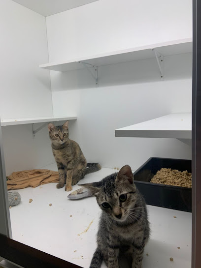 XM Cat Hotel